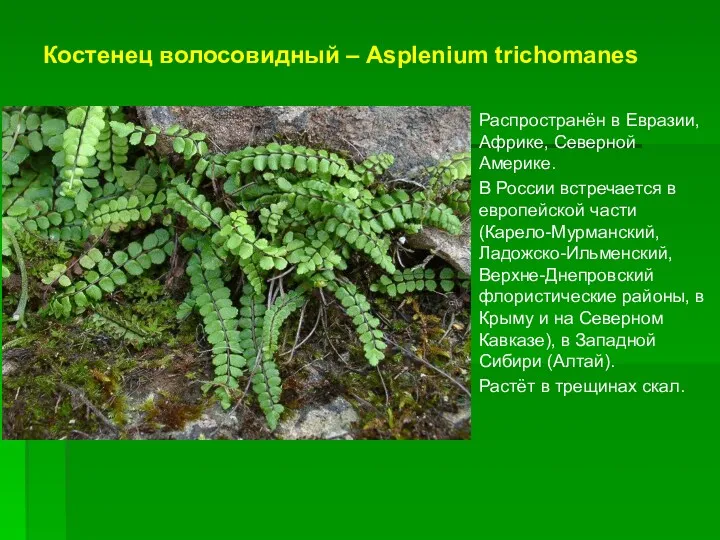 Костенец волосовидный – Asplenium trichomanes Распространён в Евразии, Африке, Северной