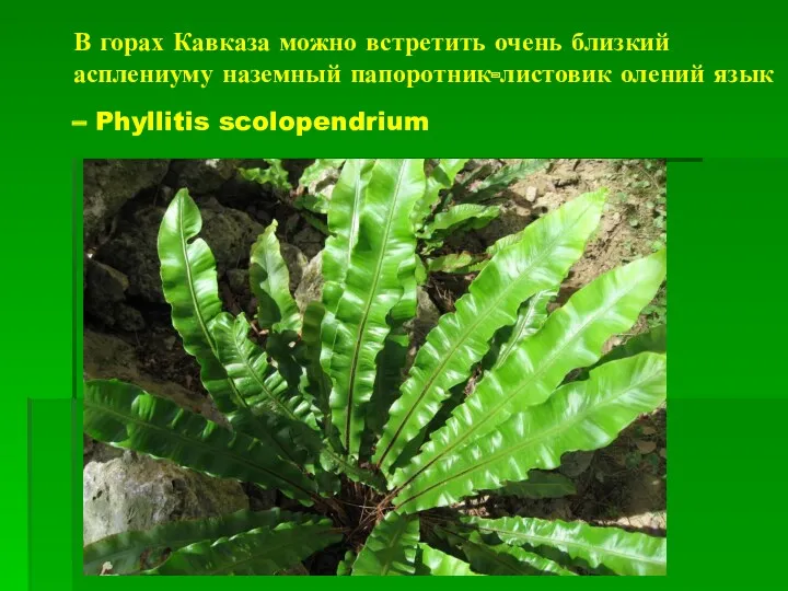 В горах Кавказа можно встретить очень близкий асплениуму наземный папоротник-листовик олений язык – Phyllitis scolopendrium