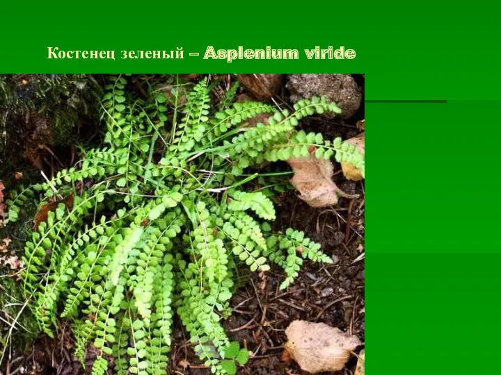 Костенец зеленый – Asplenium viride