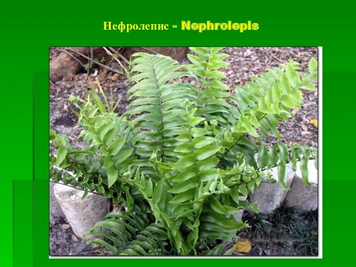 Нефролепис - Nephrolepis