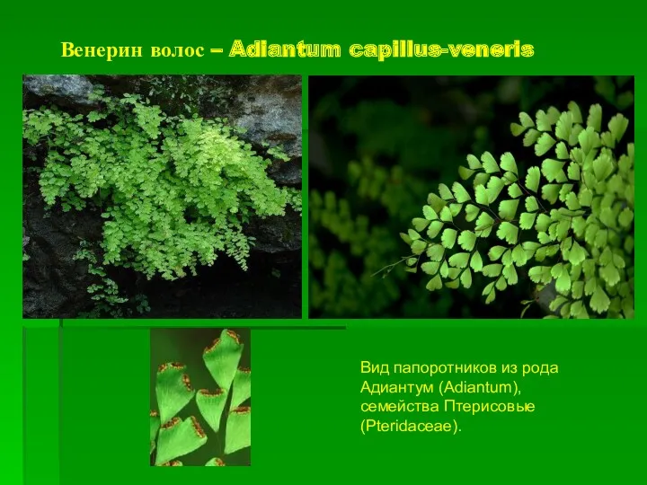 Венерин волос – Adiantum capillus-veneris Вид папоротников из рода Адиантум (Adiantum), семейства Птерисовые (Pteridaceae).