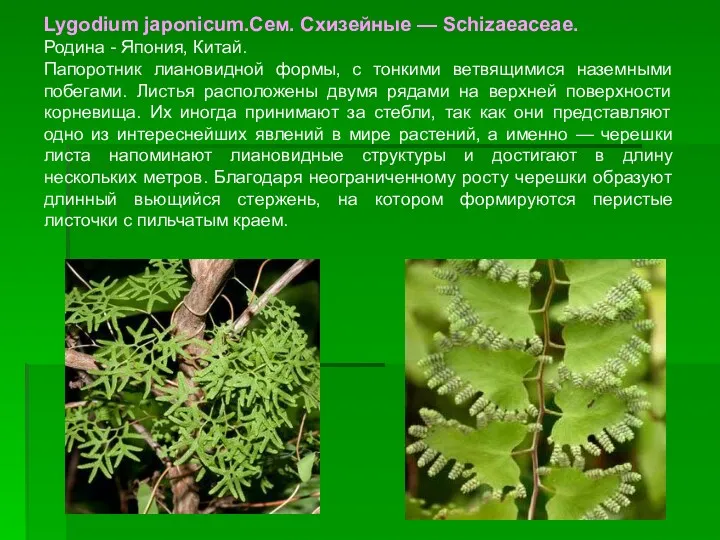 Lygodium japonicum.Сем. Схизейные — Schizaeaceae. Родина - Япония, Китай. Папоротник