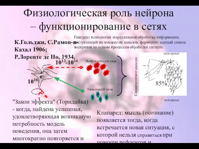 Физиологическая роль нейрона – функционирование в сетях Возбуждающий вход Тормозящий