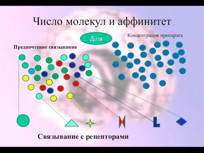 Число молекул и аффинитет Доза Концентрация препарата Связывание с рецепторами Предпочтение связывания