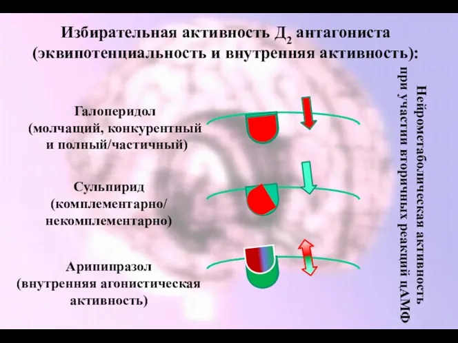 Избирательная активность Д2 антагониста (эквипотенциальность и внутренняя активность): Галоперидол (молчащий,