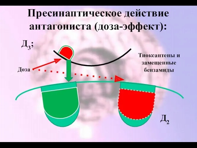 Пресинаптическое действие антагониста (доза-эффект): Д3; Д2 Тиоксантены и замещенные бензамиды Доза