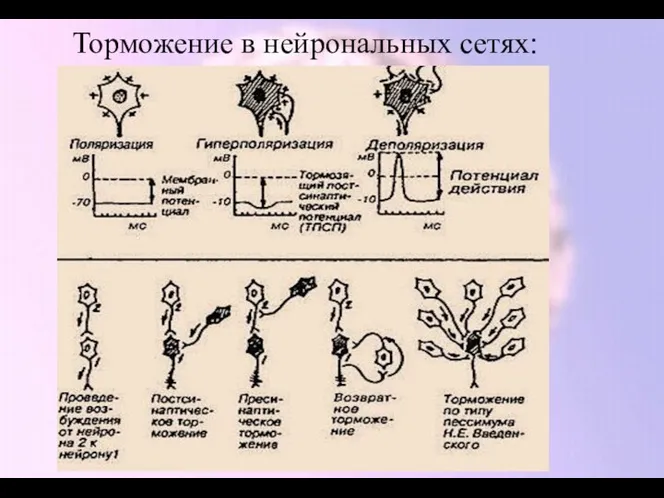 Торможение в нейрональных сетях: