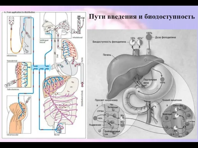 Пути введения и биодоступность