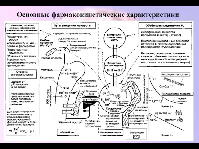 Основные фармакокинетические характеристики