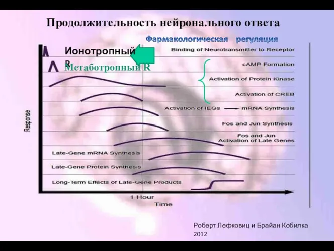 Продолжительность нейронального ответа Ионотропный R Метаботропный R Роберт Лефковиц и Брайан Кобилка 2012