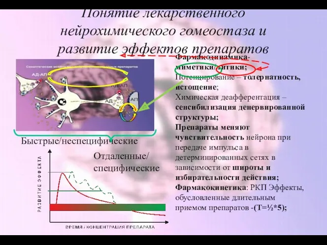 Понятие лекарственного нейрохимического гомеостаза и развитие эффектов препаратов Быстрые/неспецифические Отдаленные/