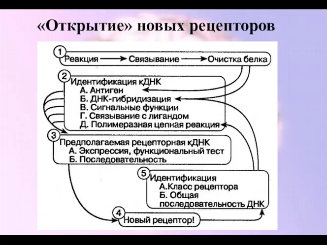 «Открытие» новых рецепторов