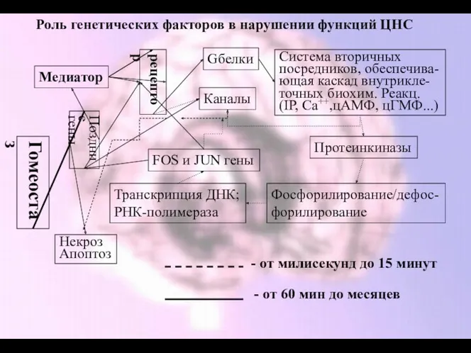 Роль генетических факторов в нарушении функций ЦНС Медиатор рецептор Gбелки