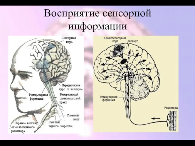 Восприятие сенсорной информации