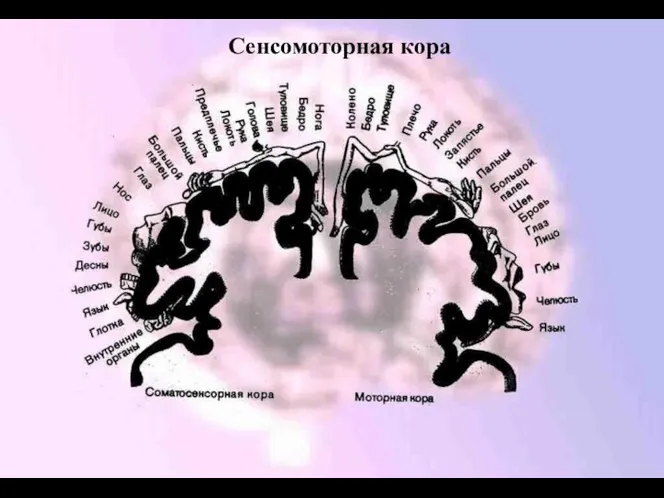 Сенсомоторная кора