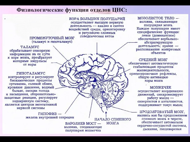 Физиологические функции отделов ЦНС: