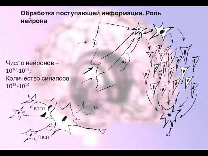 Обработка поступающей информации. Роль нейрона Число нейронов – 1010-1011; Количество синапсов - 1013-1014