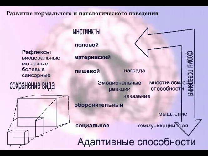 Развитие нормального и патологического поведения