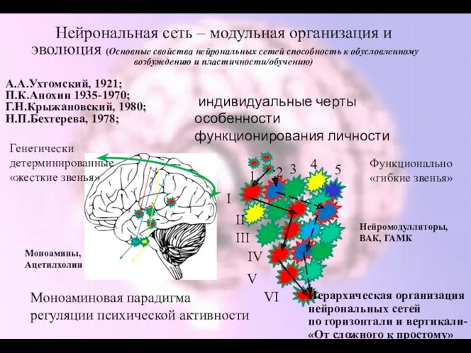 Нейрональная сеть – модульная организация и эволюция (Основные свойства нейрональных