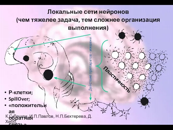 Локальные сети нейронов (чем тяжелее задача, тем сложнее организация выполнения)