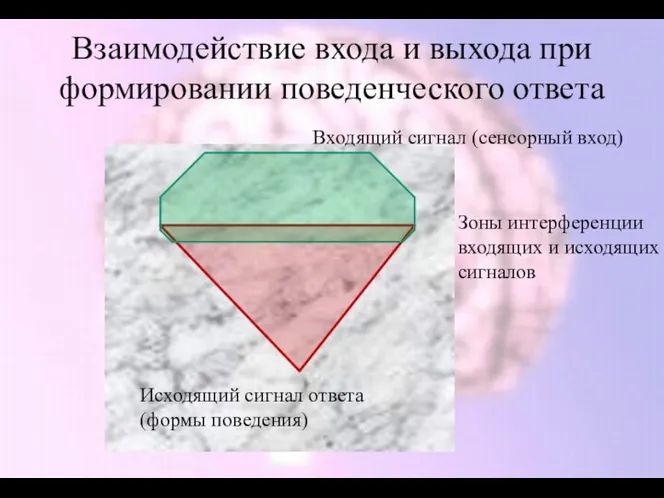 Взаимодействие входа и выхода при формировании поведенческого ответа Входящий сигнал