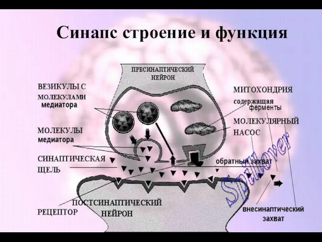 Синапс строение и функция