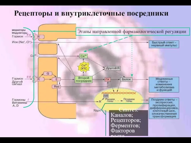 Рецепторы и внутриклеточные посредники Синтез: Каналов; Рецепторов; Ферментов; Факторов роста… Этапы направленной фармакологической регуляции