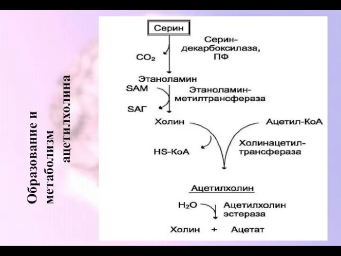 Образование и метаболизм ацетилхолина