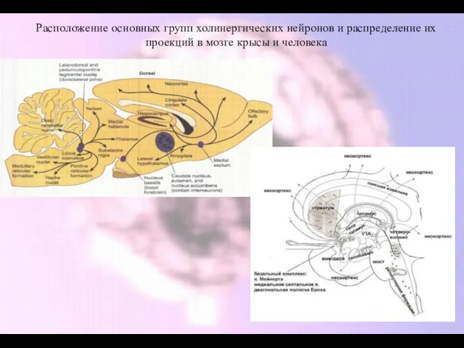 Расположение основных групп холинергических нейронов и распределение их проекций в мозге крысы и человека