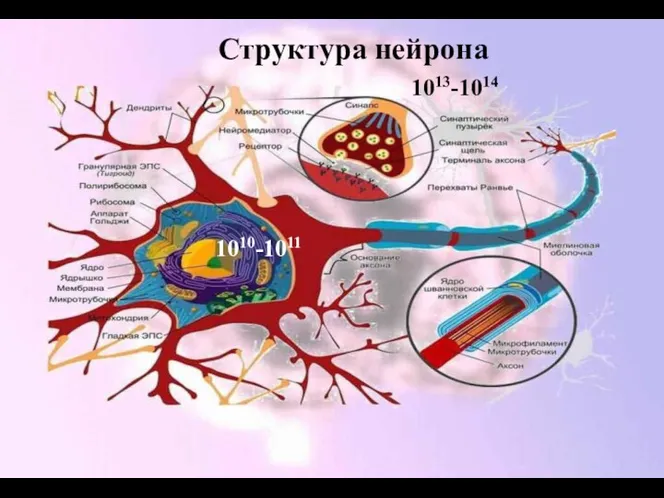 Структура нейрона 1010-1011 1013-1014