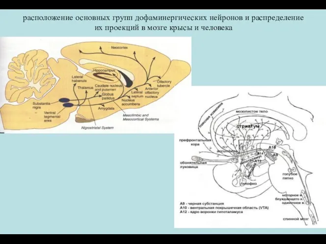 расположение основных групп дофаминергических нейронов и распределение их проекций в мозге крысы и человека