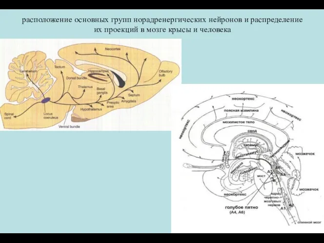 расположение основных групп норадренергических нейронов и распределение их проекций в мозге крысы и человека