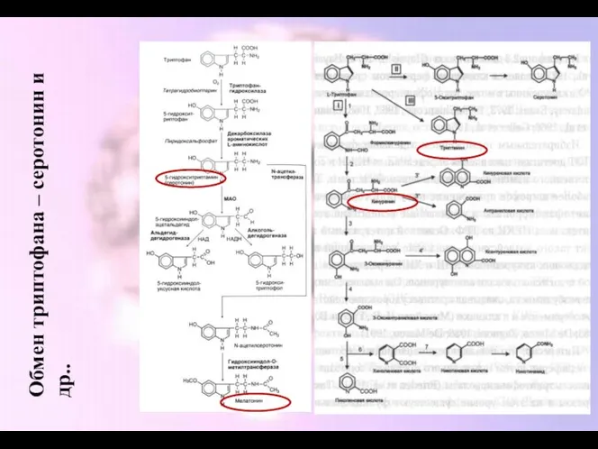 Обмен триптофана – серотонин и др..