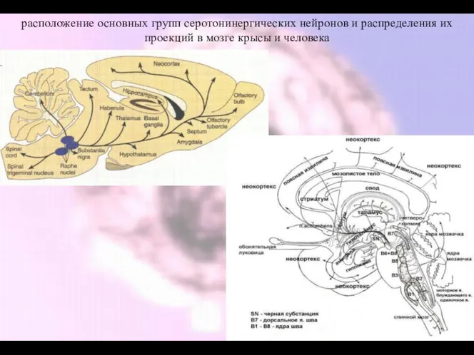 расположение основных групп серотонинергических нейронов и распределения их проекций в мозге крысы и человека