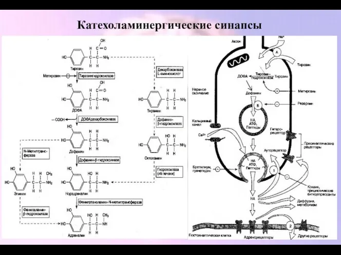 Катехоламинергические синапсы