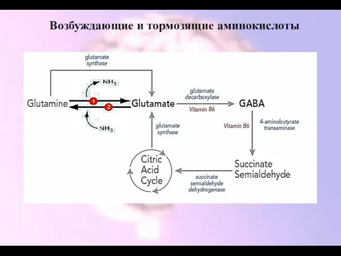 Возбуждающие и тормозящие аминокислоты