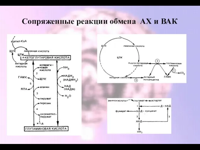 Сопряженные реакции обмена АХ и ВАК