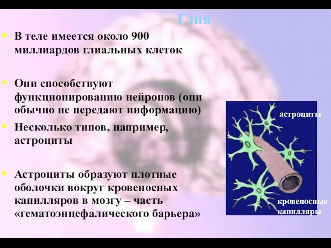 Глия В теле имеется около 900 миллиардов глиальных клеток Они