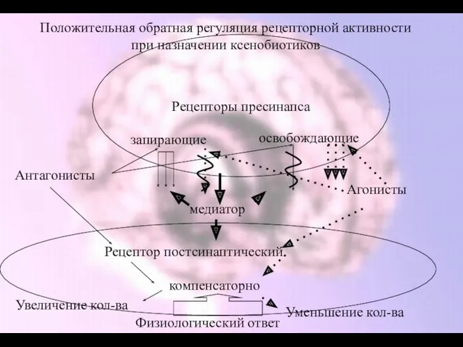 Рецепторы пресинапса Антагонисты Агонисты Рецептор постсинаптический Уменьшение кол-ва Увеличение кол-ва