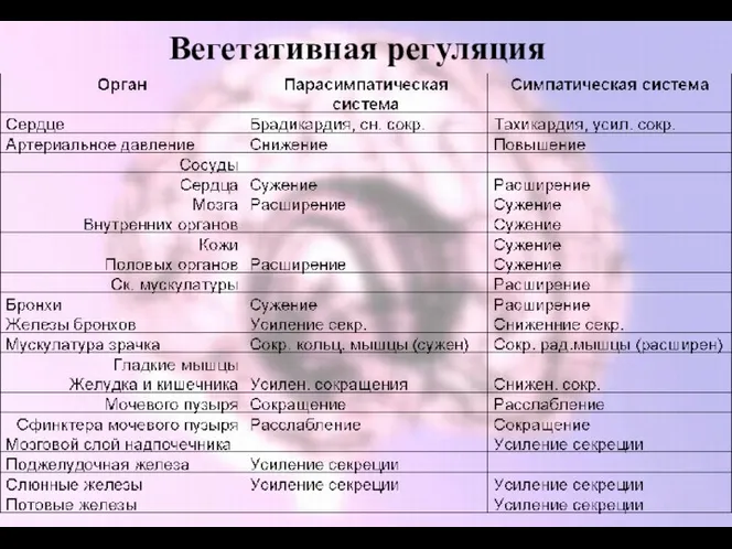 Вегетативная регуляция