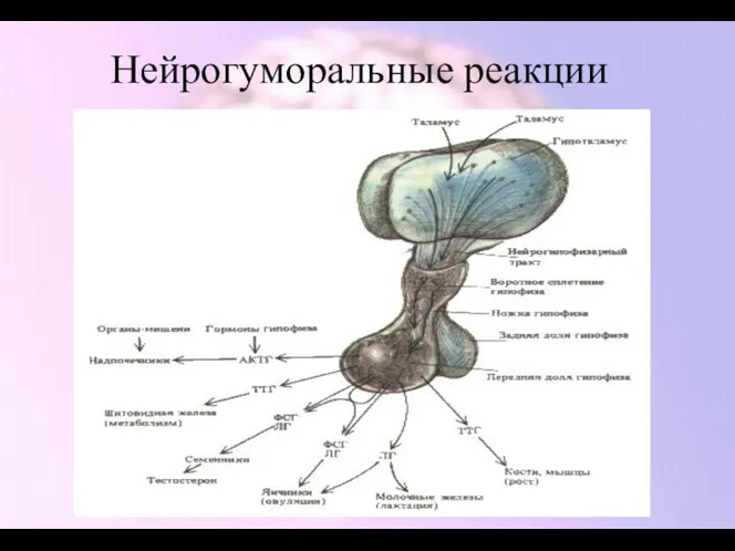 Нейрогуморальные реакции