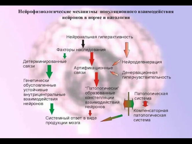 Нейрофизиологические механизмы популяционного взаимодействия нейронов в норме и патологии