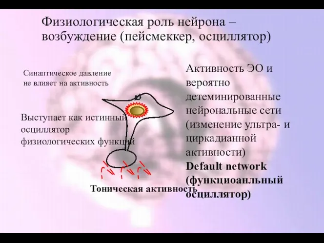 Физиологическая роль нейрона – возбуждение (пейсмеккер, осциллятор) Синаптическое давление не