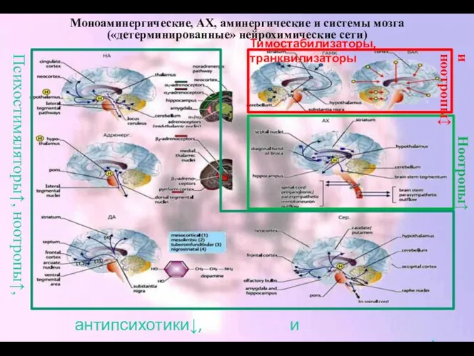 Моноаминергические, АХ, аминергические и системы мозга («детерминированные» нейрохимические сети) Психостимяляторы↑,