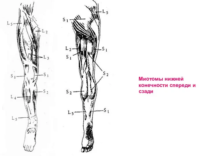 Миотомы нижней конечности спереди и сзади