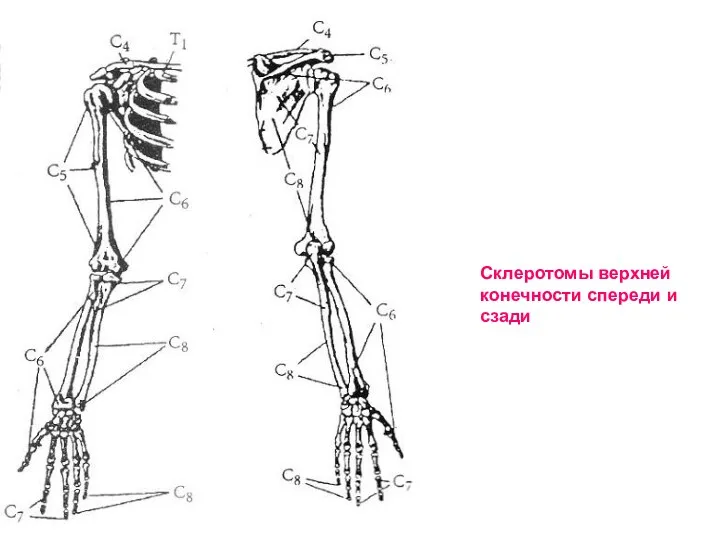 Склеротомы верхней конечности спереди и сзади