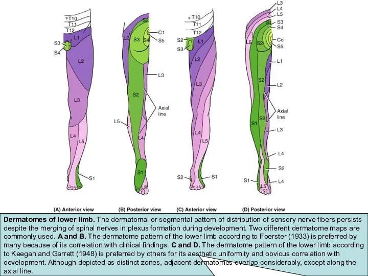 Dermatomes of lower limb. The dermatomal or segmental pattern of