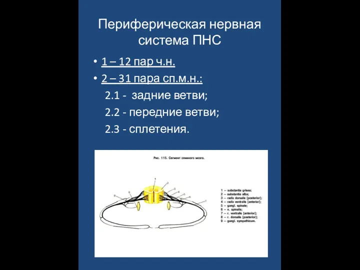Периферическая нервная система ПНС 1 – 12 пар ч.н. 2 – 31 пара
