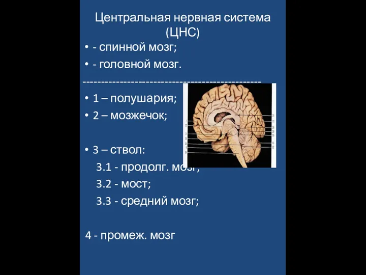 Центральная нервная система (ЦНС) - спинной мозг; - головной мозг. ------------------------------------------------ 1 –
