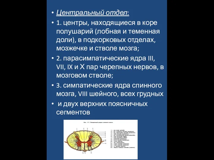 Центральный отдел: 1. центры, находящиеся в коре полушарий (лобная и теменная доли), в